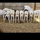 تيوس بربري   خرفان بربري