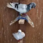 حمام شامي