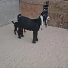 للبيع عنز عارضيه فاخره تحته تيس معرف بالخفجي