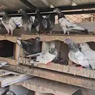 الطائف