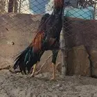 شامو ياباني