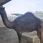 قعود