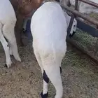 سواكن مرابي