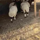 للبيع رخال نعيم