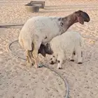 للبيع رغوث نعيمية