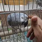 للبيع كاسكو اليف ومتكلم