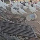 دجاج رومي بشاير