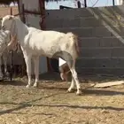 للبيع عنز هولنديه برصاء خصم الخصم