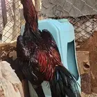 ديك شامو ياباني عمر سنه ثلاثه شهور الموقع القنفذة