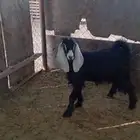 متوفر تيوس بريه