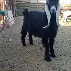 تيوس وجفار بريه