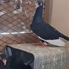حمام شامي جوز سوري