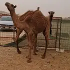قعدان للبيع