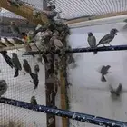 ياسمين طايفي