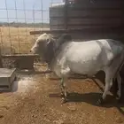 عجل البيع