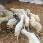 كباشه بلدي على 450