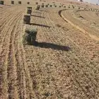 ابو محمد لبيع الاعلاف بلو بنك ورق شد طيب