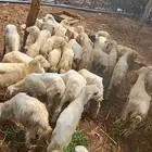 فران بلدي للبيع