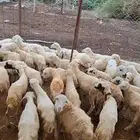 فران بلدي للتربيه
