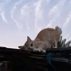 قط للتبني