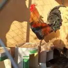 عرض لكم دجاج بلدي أصيل شرط بيض وحضن 7انثي وديكين