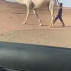 للبيع القعود الاوضح الكفوو