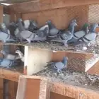 حمام دحول طيبه