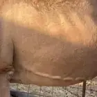 أبل للبيع