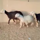 للبيع مجموعه غنم حري ونجدي ونعيم