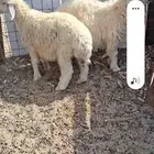 طليان مهجنه مع نعيمي