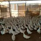 بط بشاير بياض العدد 300 جوز اعمار خمس شهور