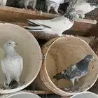 حمام باكستاني طبات