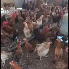 دجاج بلدى بياض محصن
