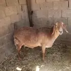 شاتين حيل فل الفل اشباب اول تمام