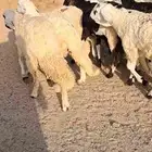 للبيع طليان سواكن نضاف ومرابي