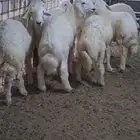 للبيع طليان نضاف وشحم