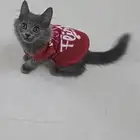 قطط سكوتش فولد