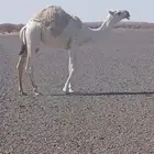 للبيع لقيه صاهوديه. وحواره حيسونيه