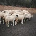 رخال