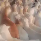ضان