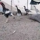 دجاج باكستاني سندي