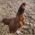 ميوالي زيرو بيور