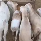 السلام عليكم للبيع رفيديات