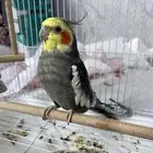 روز اليف للبيع ب 200 واتنين كروان واحد اليف واحد لا علا 200