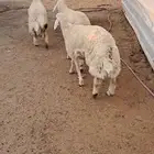 للبيع طليان جذعان جبره وفل شحم