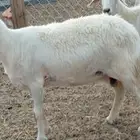 ثنتين صفر حلس دفيع