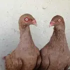 جوز دنش اصفر