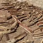 حطب سمر شليخ