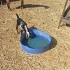 معزا للبيع طيبه العدد 7 تحتها9 معزا مراح واغلبها شبب