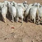للبيع حري عدد25 فل شحم